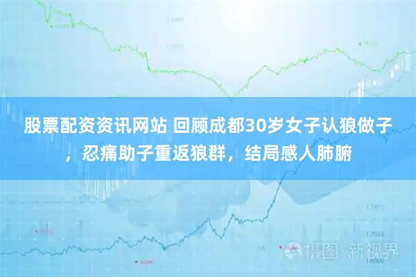 股票配资资讯网站 回顾成都30岁女子认狼做子，忍痛助子重返狼群，结局感人肺腑
